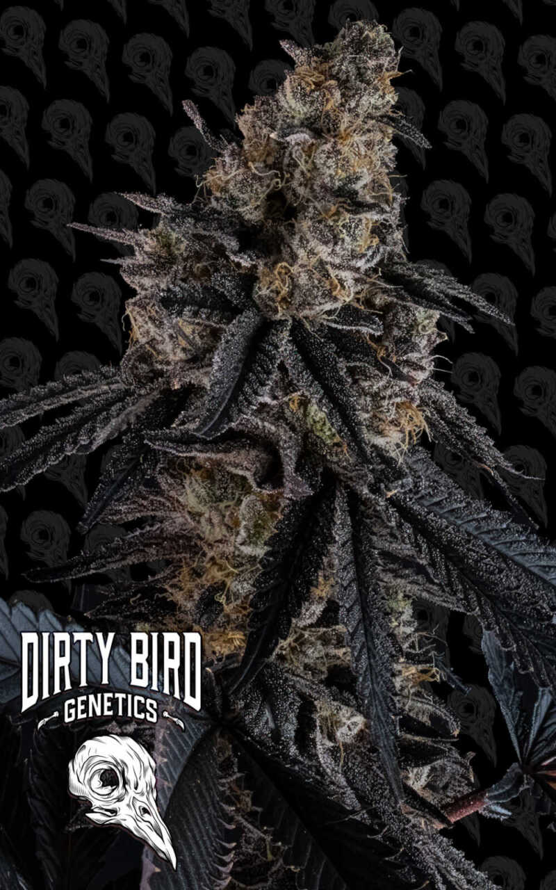 Close-up of a cannabis plant bud with frosty trichomes against a background featuring a repeated bird skull design. The logo "Dirty Bird Genetics" is visible in the lower left corner.