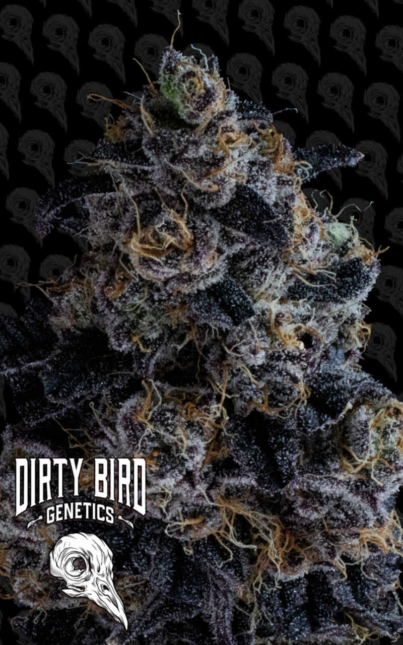 Close-up of a cannabis bud with purple hues and orange hairs. Logo in the foreground reads "Dirty Bird Genetics" featuring a stylized bird skull icon. Background has a repeated bird skull pattern.