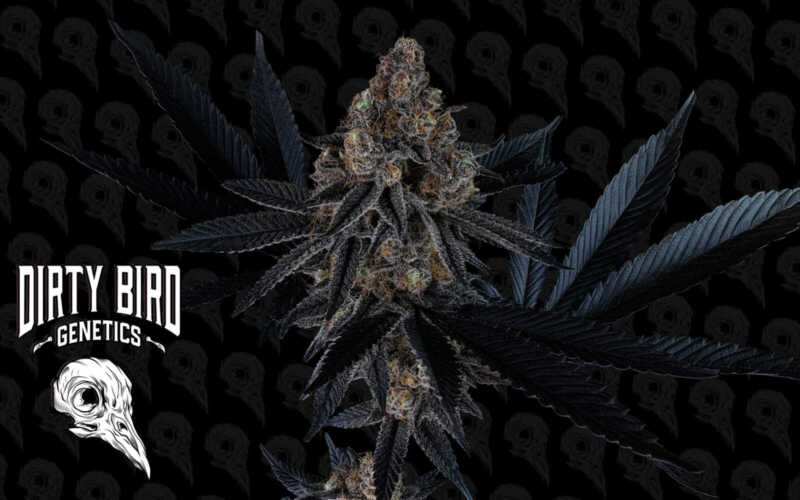 A close-up of a cannabis plant against a dark background with a repeating skull pattern. The text on the left side reads "Dirty Bird Genetics" alongside a stylized bird skull logo.