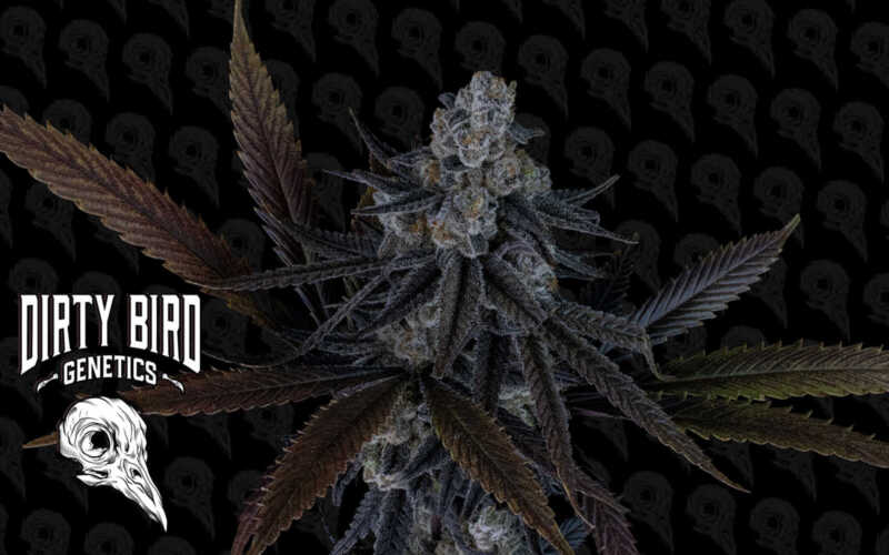 Close-up of a cannabis plant with dark leaves against a dark background patterned with skull designs. The text "Dirty Bird Genetics" and a skull logo are prominently displayed on the left side.