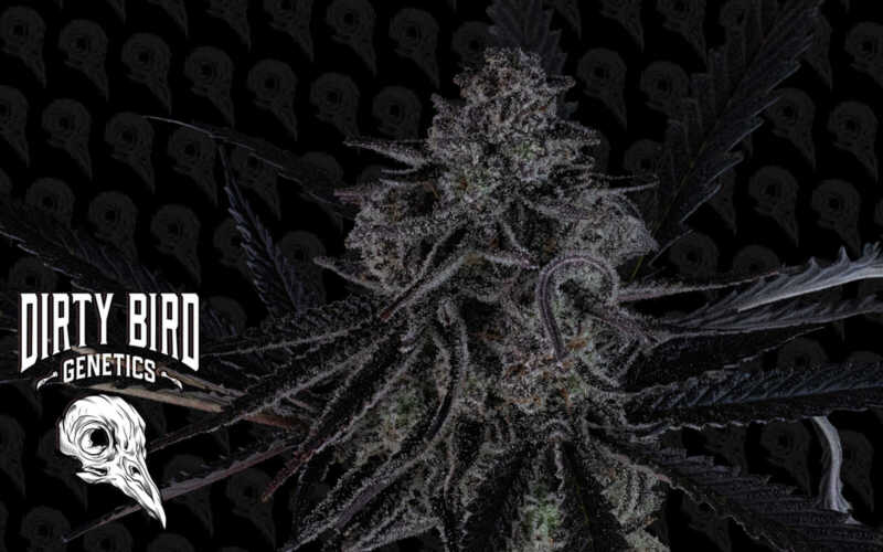 Image of a cannabis plant with frosty leaves and buds. The background features a repeated skull logo pattern with the text "Dirty Bird Genetics" in the foreground.