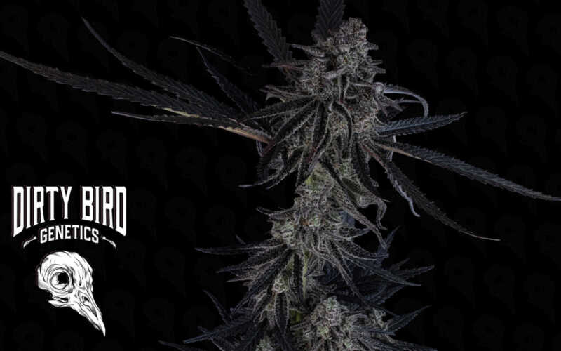 A tall cannabis plant with dense, dark green buds and leaves. The background features a logo that reads "Dirty Bird Genetics" with an illustration of a bird skull.