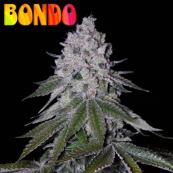 Romulan Genetics Bondo F1, cannabis seeds, marijuana seeds, weed seeds