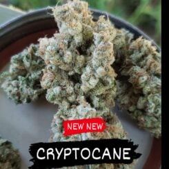 In House Genetics Cryptocane