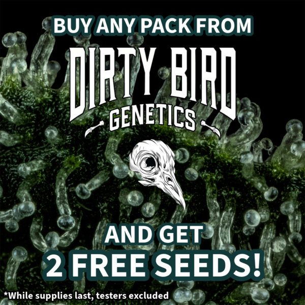 Dirty Bird Genetics's promotional image