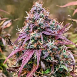 Mephisto Genetics > Grizzly Crinkle Auto Cannabis seeds, marijuana seeds, weed seeds