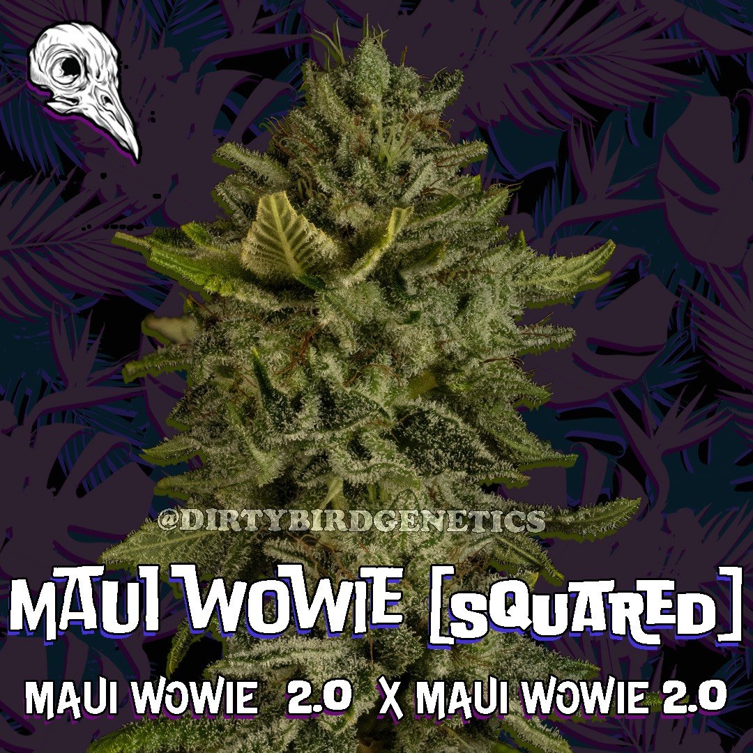 Maui Wowie [Squared] (F) [TESTER]