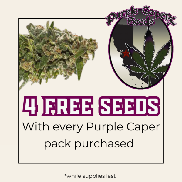 Purple Caper Seeds's promotional image