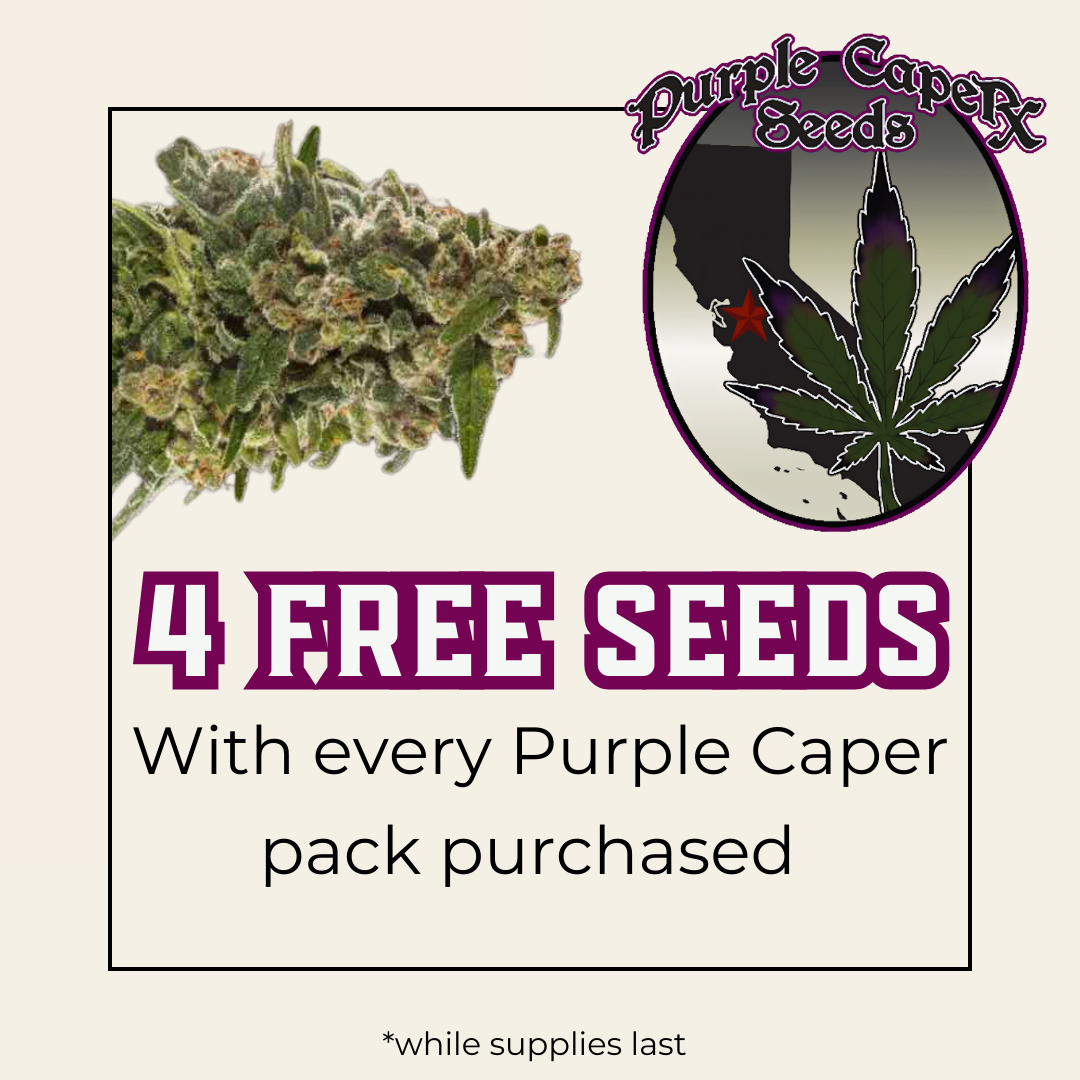 Purple Caper Seeds cannabis seeds