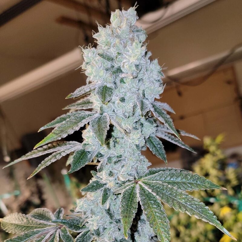 Ethos Genetics Voila Auto RBX 5