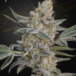 greenhouse seed co super lemon haze x rs11 weed seeds cannabis seeds marijuana seeds