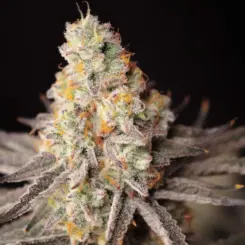 coral sky feminized cannabis seeds by lovin in her eyes