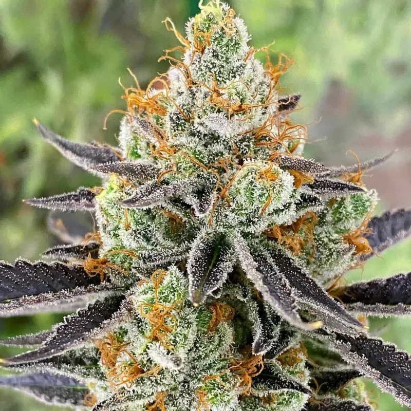 coral sky feminized cannabis seeds by lovin in her eyes