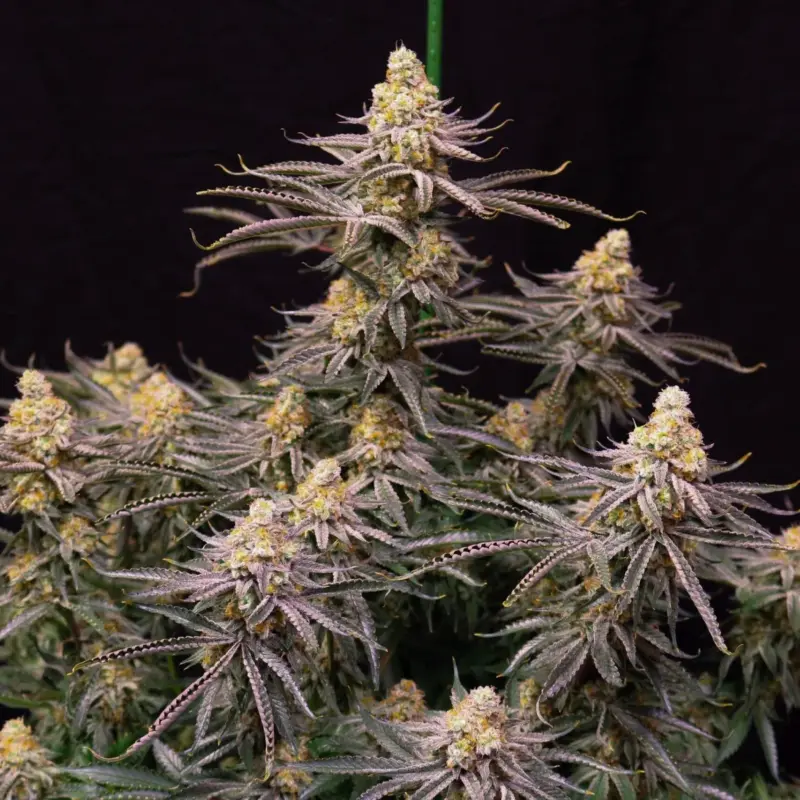 coral sky feminized cannabis seeds by lovin in her eyes