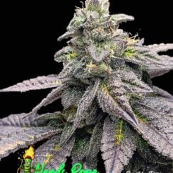 elev8 seeds nerds rope s1 weed seeds cannabis seeds marijuana seeds