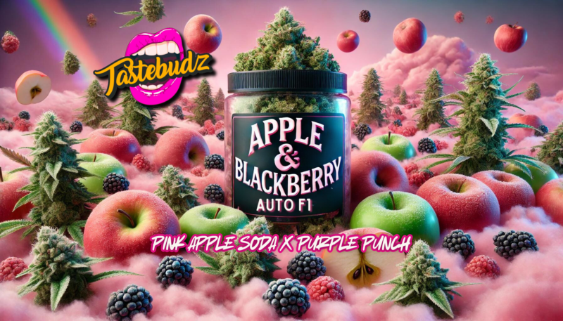 TasteBudz > Apple & Blackberry cannabis seeds, marijuana seeds, weed seeds