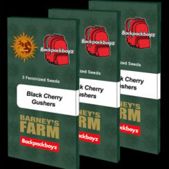 Barney's Farm > Black Cherry Gushers cannabis seeds, marijuana seeds, weed seeds