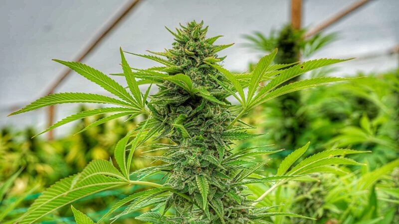 Cali Connection > Clementine Slush cannabis seeds, marijuana seeds, weed seeds