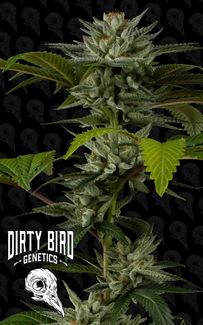 Dirty Bird Genetics Grease Truck