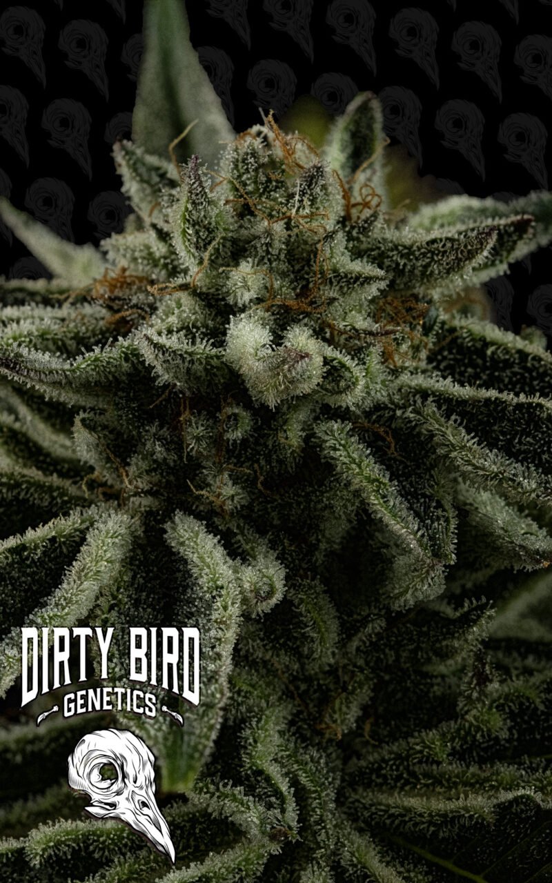 Dirty Bird Genetics Grease Truck