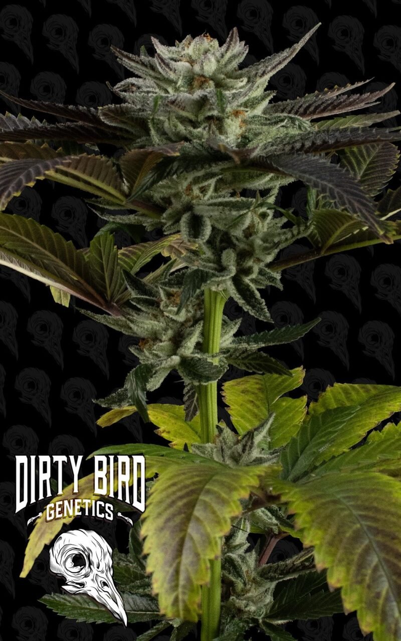 Dirty Bird Genetics Grease Truck