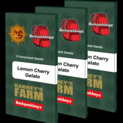 Barney's Farm > Lemon Cherry Gelato cannabis seeds, marijuana seeds, weed seeds