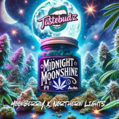 TasteBudz > Midnight Moonshine F1 cannabis seeds, marijuana seeds, weed seeds