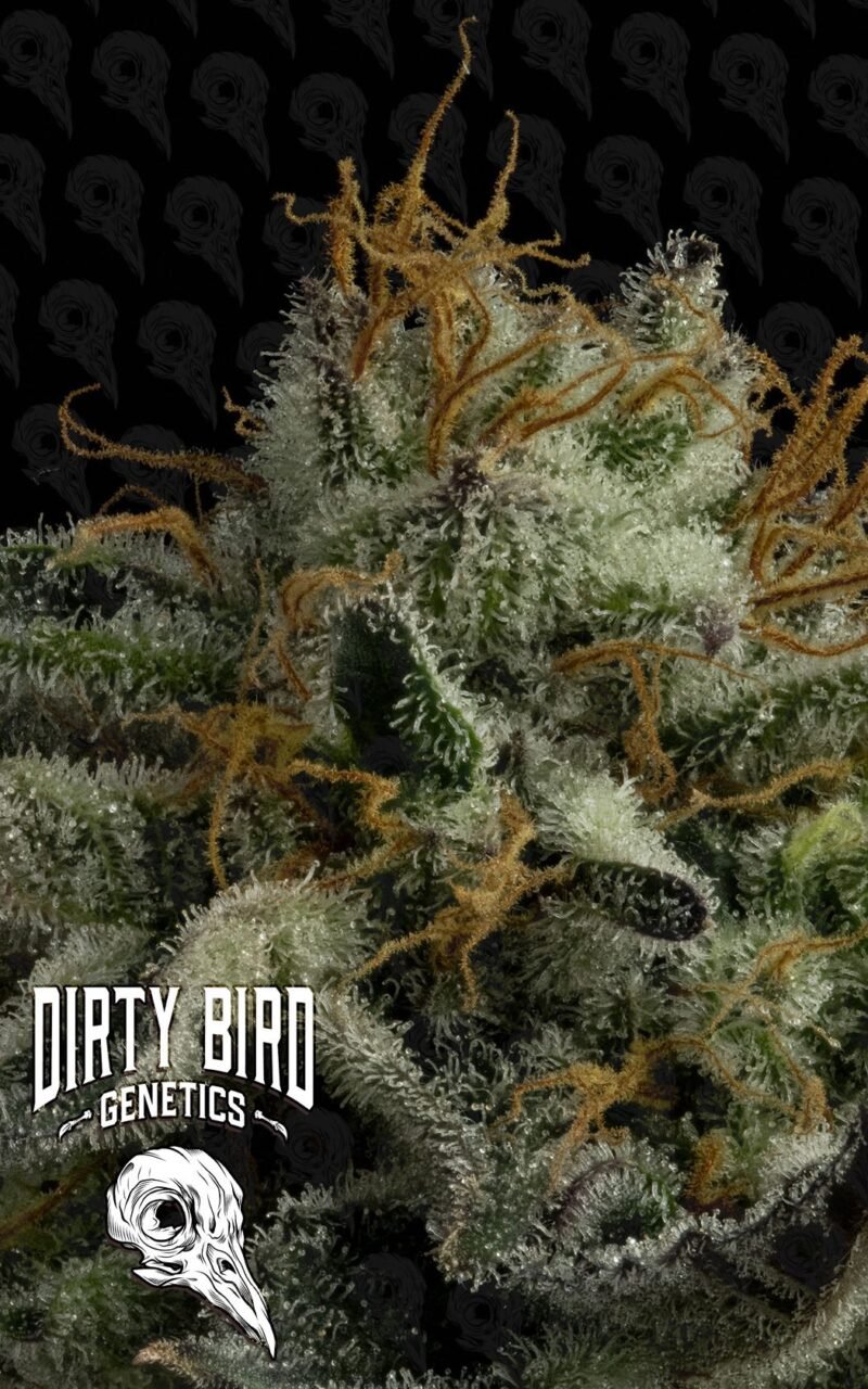 Dirty Bird Genetics Pine Tree Kush