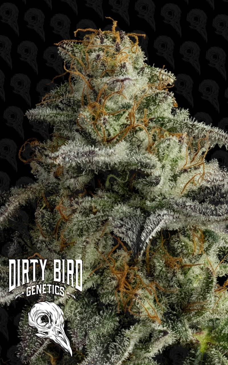 Dirty Bird Genetics Pine Tree Kush