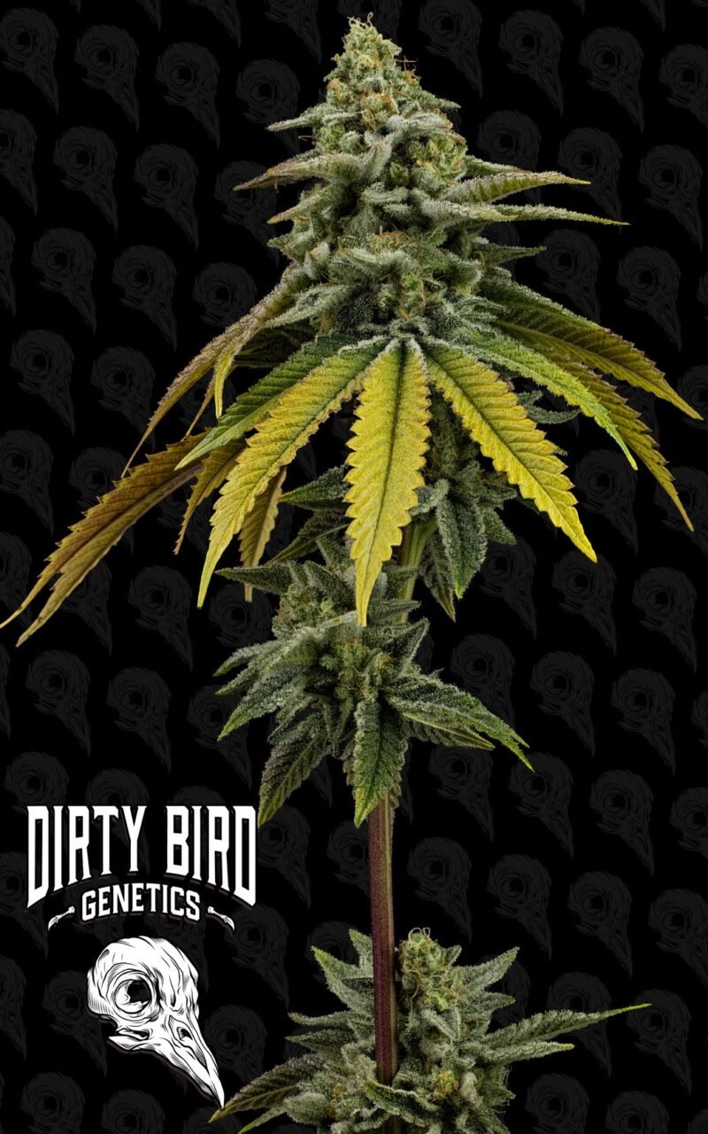 Dirty Bird Genetics Pine Tree Kush