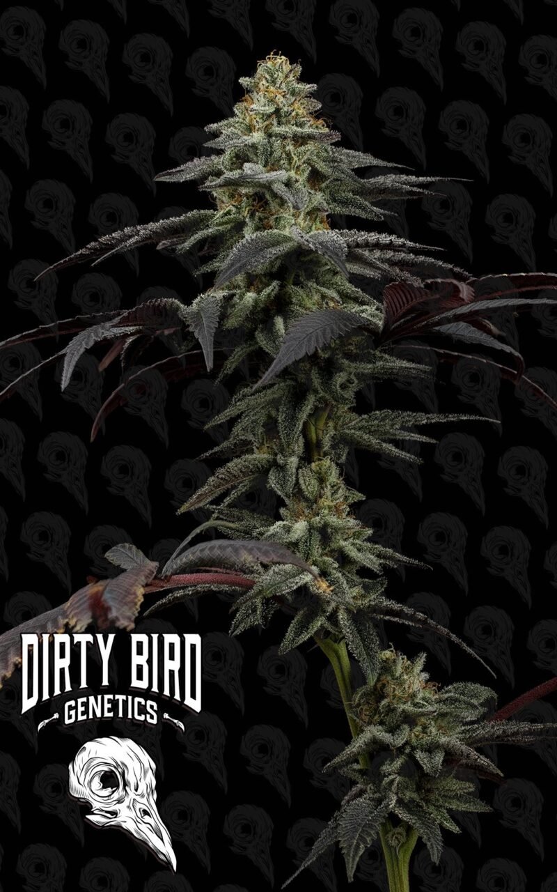 Dirty Bird Genetics Pine Tree Kush