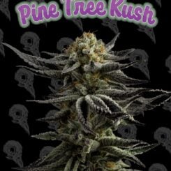 Dirty Bird Genetics Pine Tree Kush