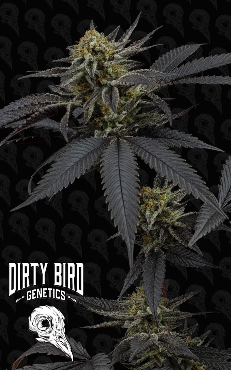 Dirty Bird Genetics Pine Tree Kush