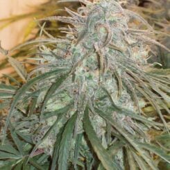 Green Mountain Seeds > Oaxacan Gold cannabis seeds, marijuana seeds, weed seeds