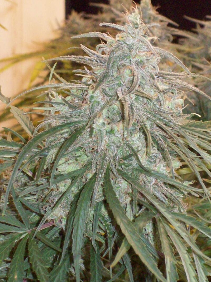 Green Mountain Seeds > Oaxacan Gold cannabis seeds, marijuana seeds, weed seeds