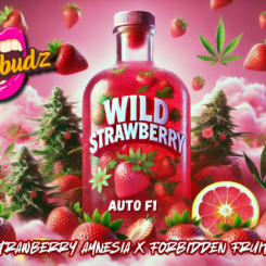 TasteBudz > Wild Strawberry F1 cannabis seeds, marijuana seeds, weed seeds