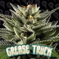 grease truck cannabis seeds by dirty bird genetics