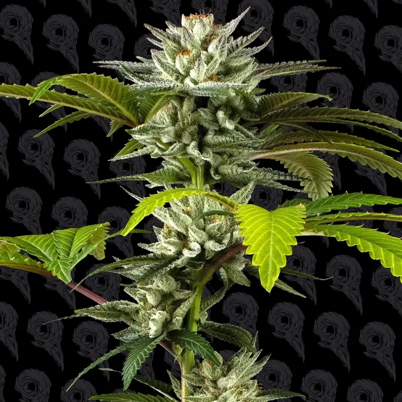 grease truck cannabis seeds by dirty bird genetics