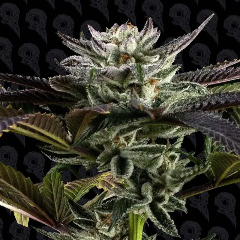 grease truck cannabis seeds by dirty bird genetics