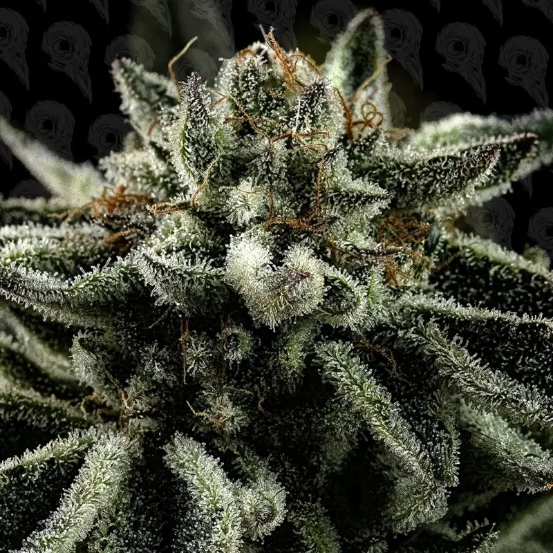 grease truck cannabis seeds by dirty bird genetics