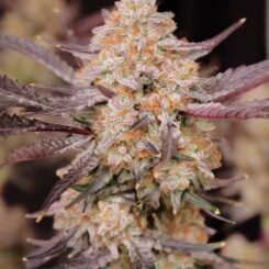 Lovin In Her Eyes > Strawberry Jambi cannabis seeds, marijuana seeds, weed seeds