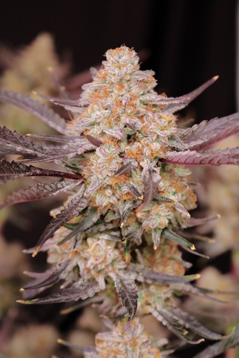 Lovin In Her Eyes > Strawberry Jambi cannabis seeds, marijuana seeds, weed seeds