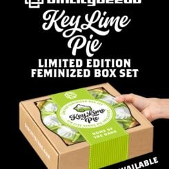 sin city seeds key lime pie drop key lime pie box set weed seeds marijuana seeds cannabis seeds