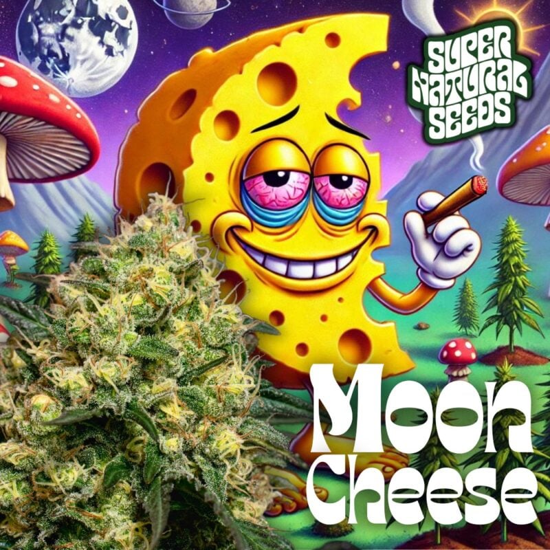 supernatural seeds moon cheese weed seeds cannabis seeds marijuana seeds