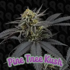 pine tree kush cannabis seeds by dirty bird genetics