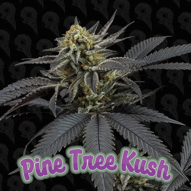 pine tree kush cannabis seeds by dirty bird genetics