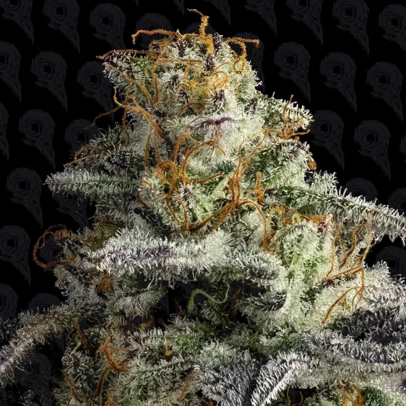 pine tree kush cannabis seeds by dirty bird genetics