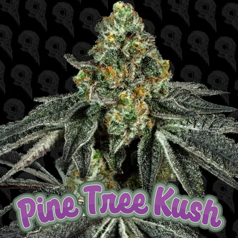 pine tree kush cannabis seeds by dirty bird genetics