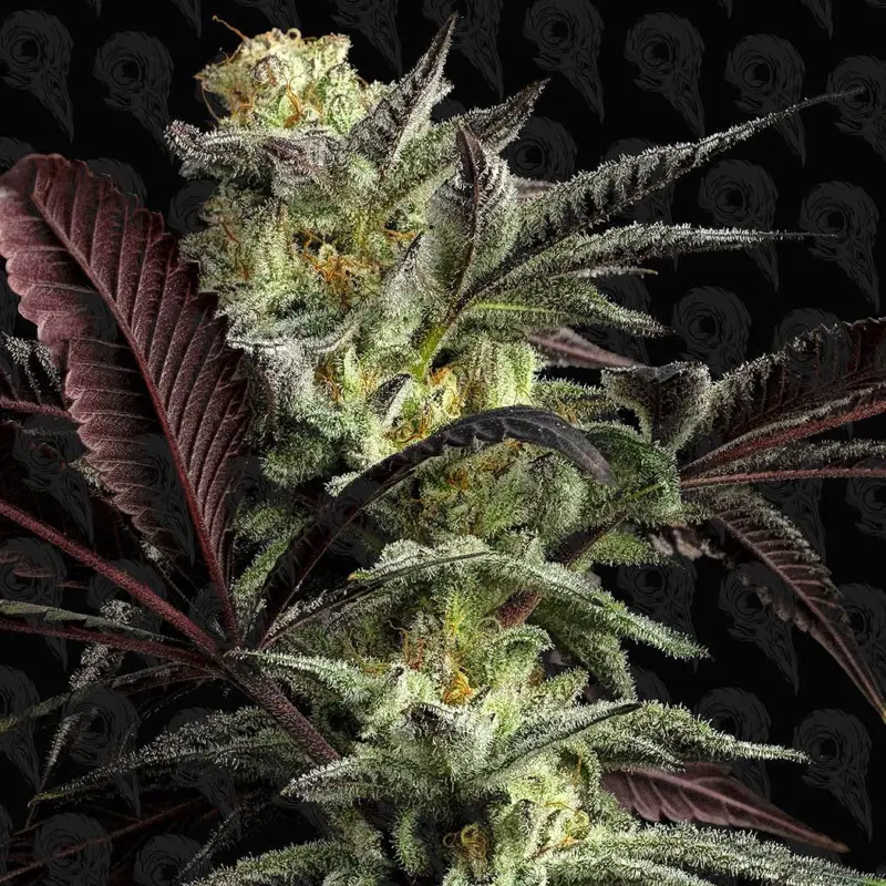 pine tree kush cannabis seeds by dirty bird genetics