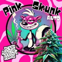 supernatural seeds pink skunk weed seeds cannabis seeds marijuana seeds